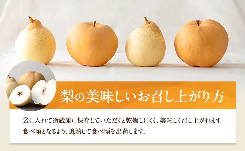 梨 2026年 先行予約 備前横綱梨（あたご梨） 1玉( 1～1.5kg) 岡山県産 梨