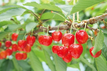 《先行予約》2027年産 山形県産 特選「真夏のルビー紅姫」 桐箱詰め約300g やまのべ多田耕太郎のさくらんぼ サクランボ F20A-052