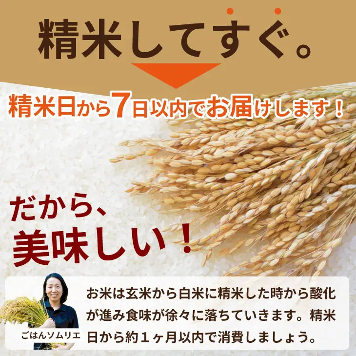 佐賀ブランド米  さがびより （5kg）肥前糧食 B140-059 