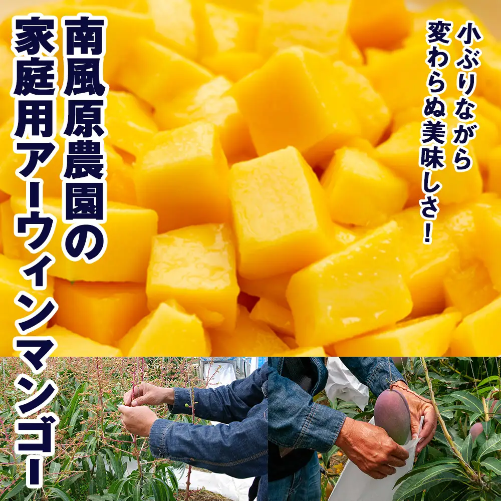 【2027年発送】南風原農園 家庭用アーウィンマンゴー1.5kg