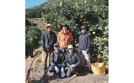 【先行予約】☆至高の柑橘　高知産?土佐文旦☆?M? 28玉入【家庭用】〈2027年1月下旬頃より順次発送〉ぶんたん ブンタン 果物 柑橘 フルーツ お取り寄せ おいしい 美味しい 故郷納税【TAMURAKAJUEN】