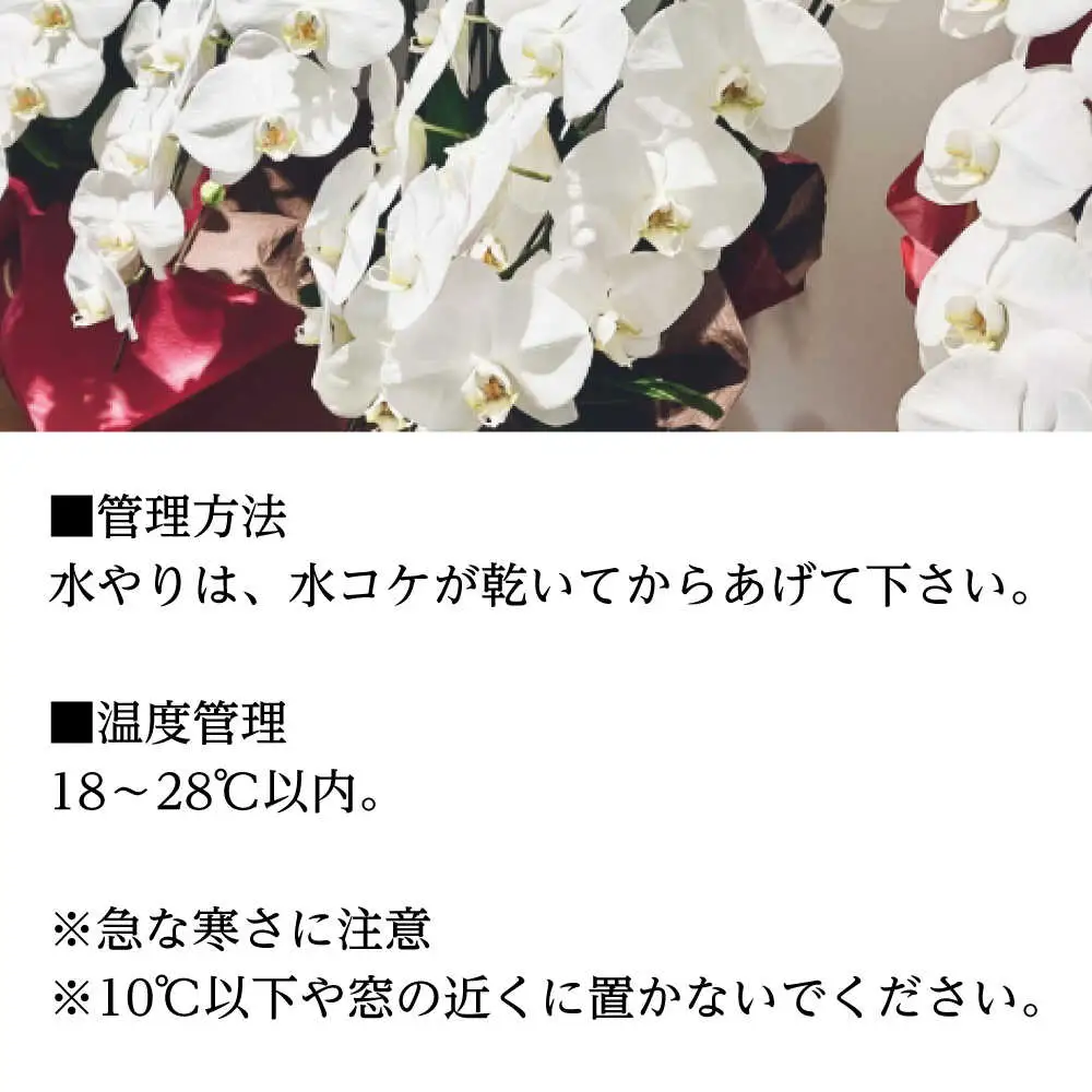 【家で育てる！】胡蝶蘭を育てようセット (苗、水コケ、肥料)  胡蝶蘭 洋蘭 苗 [BDAB003]