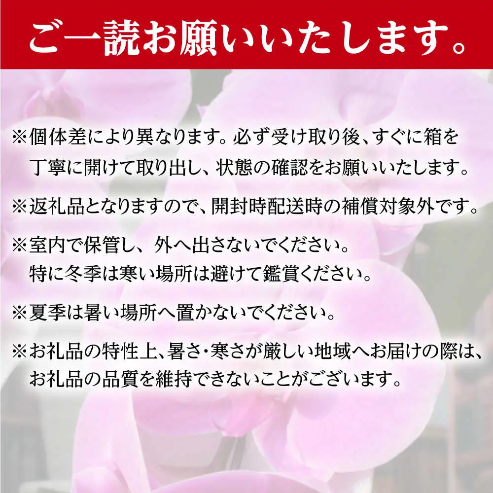 胡蝶蘭 1鉢【2本立ち5寸胡蝶蘭】  [BDAB005]