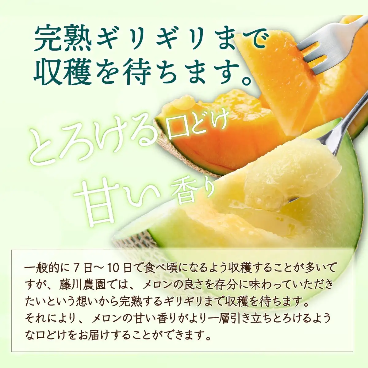 【2027年先行予約】北海道産 有珠メロン 2玉 セット 青肉 Lサイズ 1.6kg以上×2玉【55250476】
