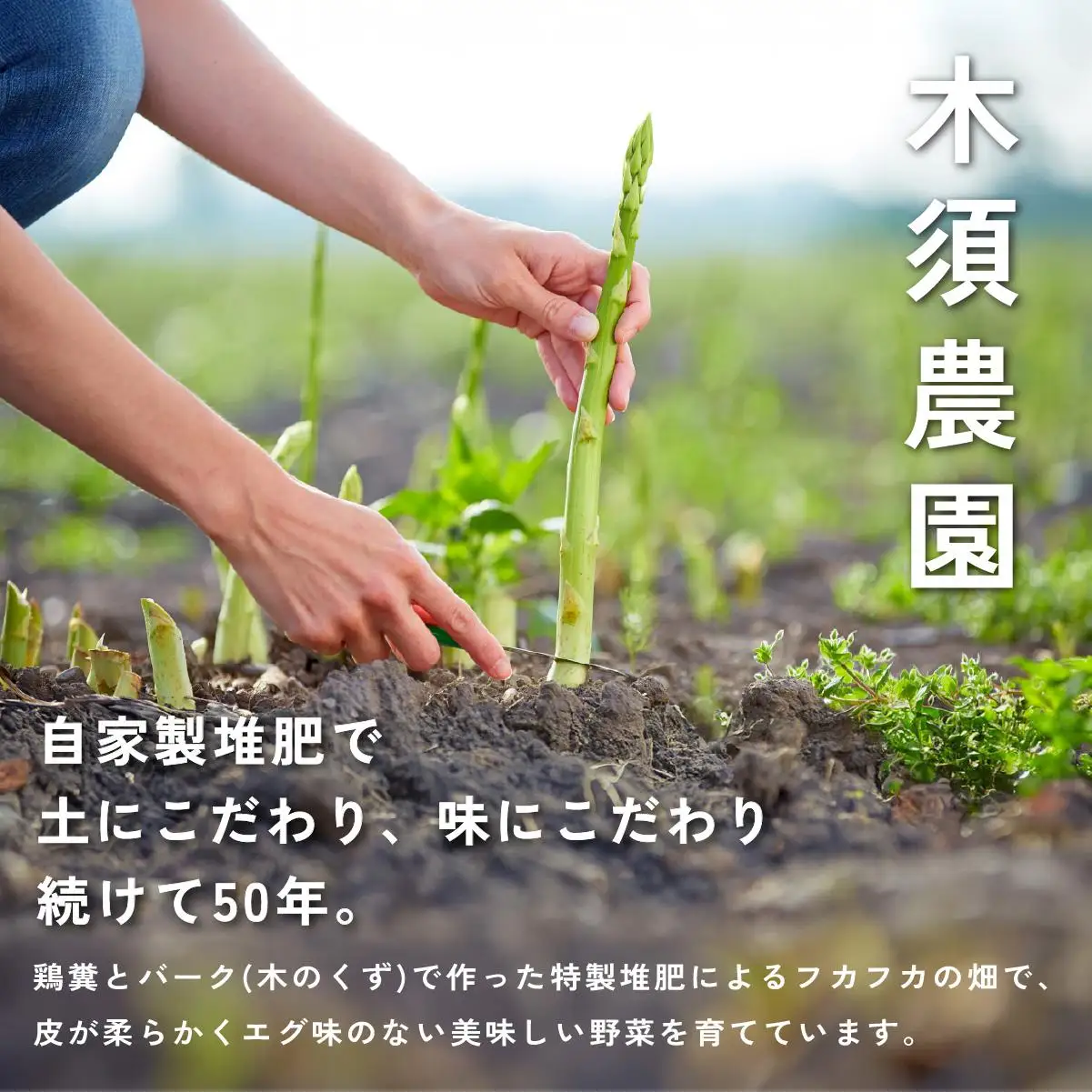 【 2027年発送 】 先行予約 生産者 直送 グリーン アスパラ 約 2kg M-L サイズ 新鮮 朝採り 野菜 あすぱら 木須農園 北海道 伊達市