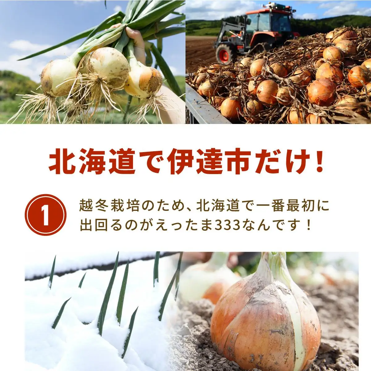 [5525-0653]※ チャリティー返礼品 ※ 伊達産【えったま333】の炒め玉ねぎ ソテードオニオン 200g×5袋（レトルト）