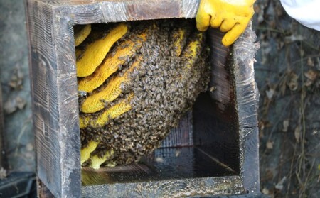 はちみつ 無添加 非加熱 希少 球磨産  地蜂蜜 1kg ハチミツ