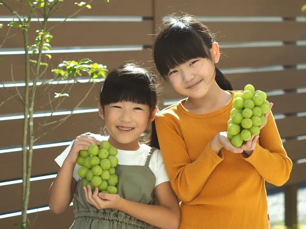 【産地直送】上山産・絶品シャインマスカット　１.２ｋｇ以上♪　0140-2608