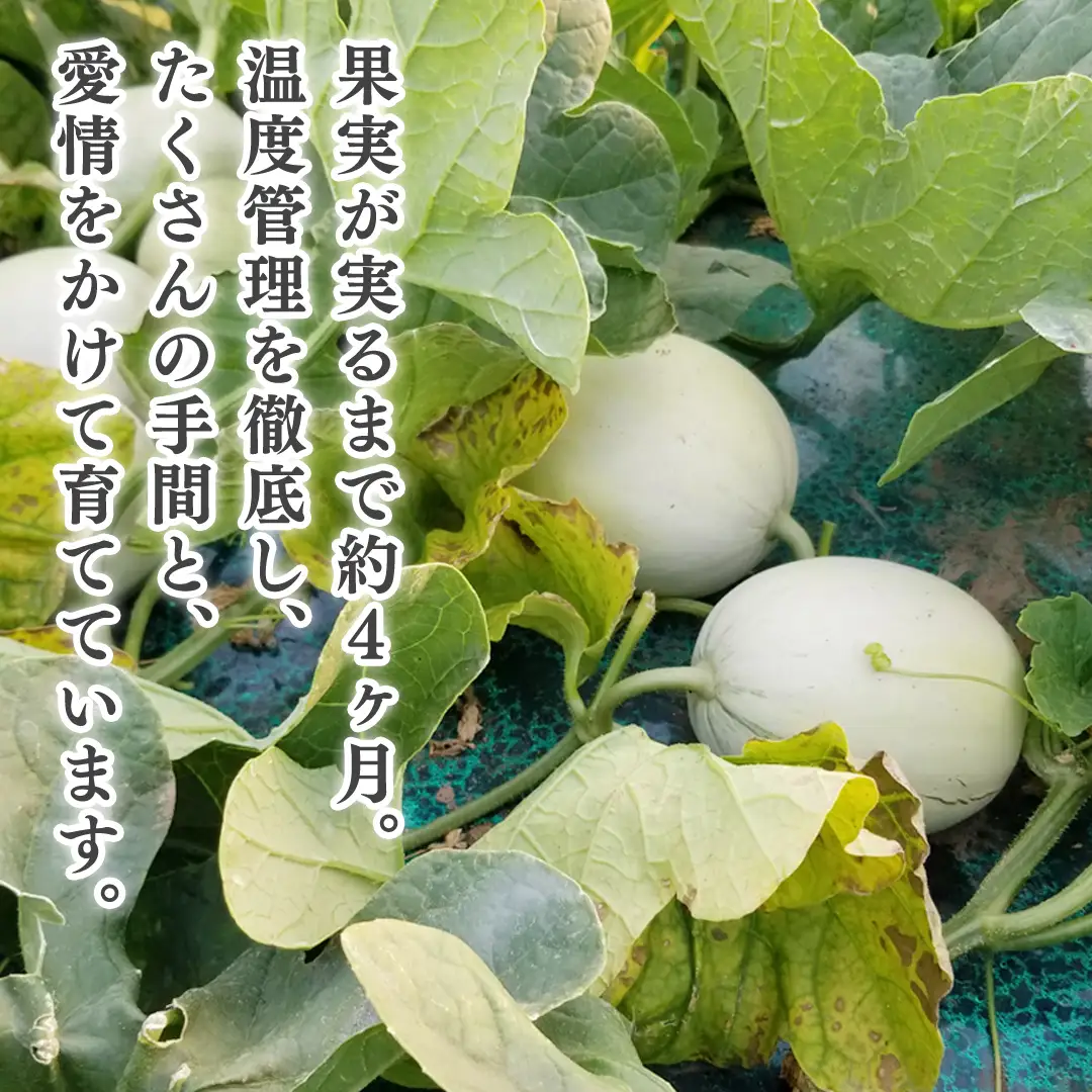 【先行予約】 メロン プリンスメロン 茨城県産 5kg 7~8玉 農家直送 果物 初夏