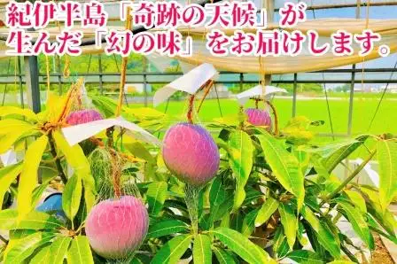 ★2026年発送分★紀州完熟マンゴー『吉玉』【1kg程度詰め合わせ】