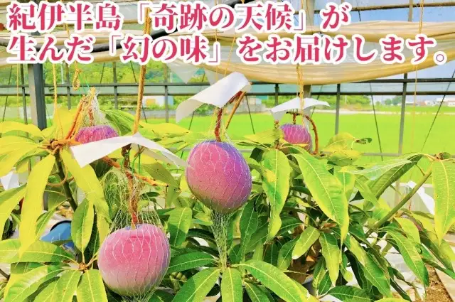 ★2026年発送分★紀州完熟マンゴー『吉玉』【3Ｌサイズ1玉】