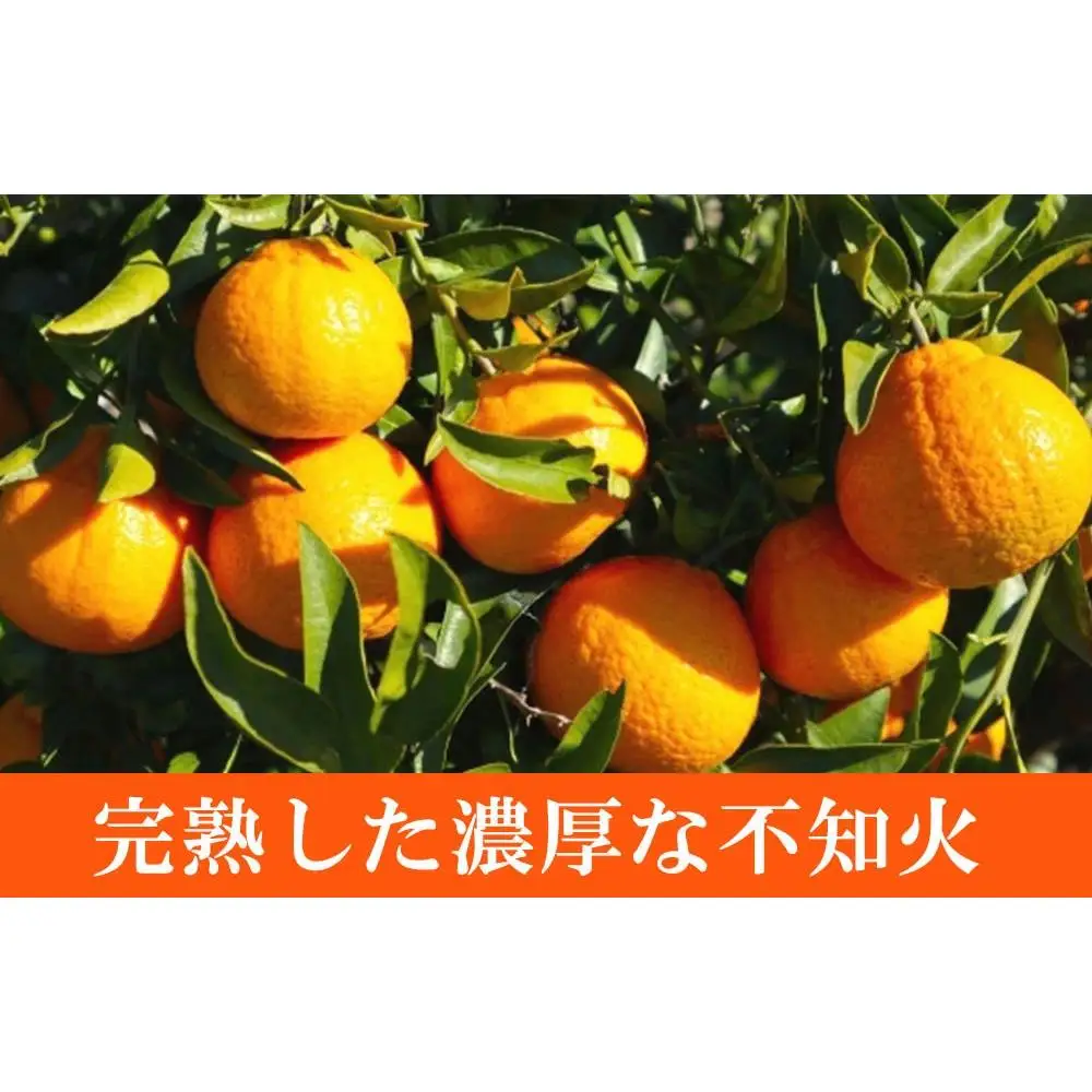 ［ご家庭用訳有り］紀州有田産不知火(しらぬひ) 約8.5kg［2027年2月中旬以降発送］［先行予約］［UT41］