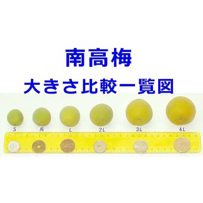 ［梅干・梅酒用］（3Lまたは2L－10Kg）熟南高梅＜2027年6月上旬～7月中旬発送予定＞フルーツ 果物 くだもの 食品 人気 おすすめ 送料無料［ART05］