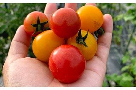 糸島産 季節 の 野菜 詰め合わせ （ おまかせ 10品 以上 ）《糸島》【ひめしま渡船直売所】 [ANJ001]