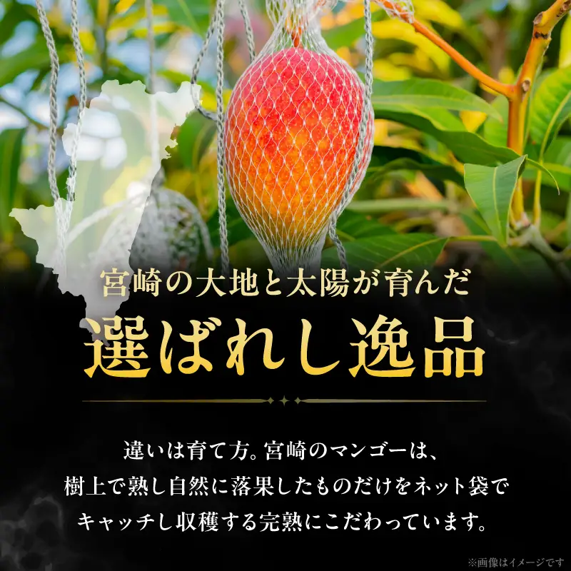 先行予約 数量限定 完熟マンゴー 『太陽のタマゴ 』 3玉 約1kg マンゴー 宮崎 果物 フルーツ くだもの 2027年 国産 高級 マンゴージュース 希少 南国フルーツ デザート おすすめ ギフト 贈り物 プレゼント ご褒美 冷蔵 綾町 送料無料 【JA綾町】_A0114-1012