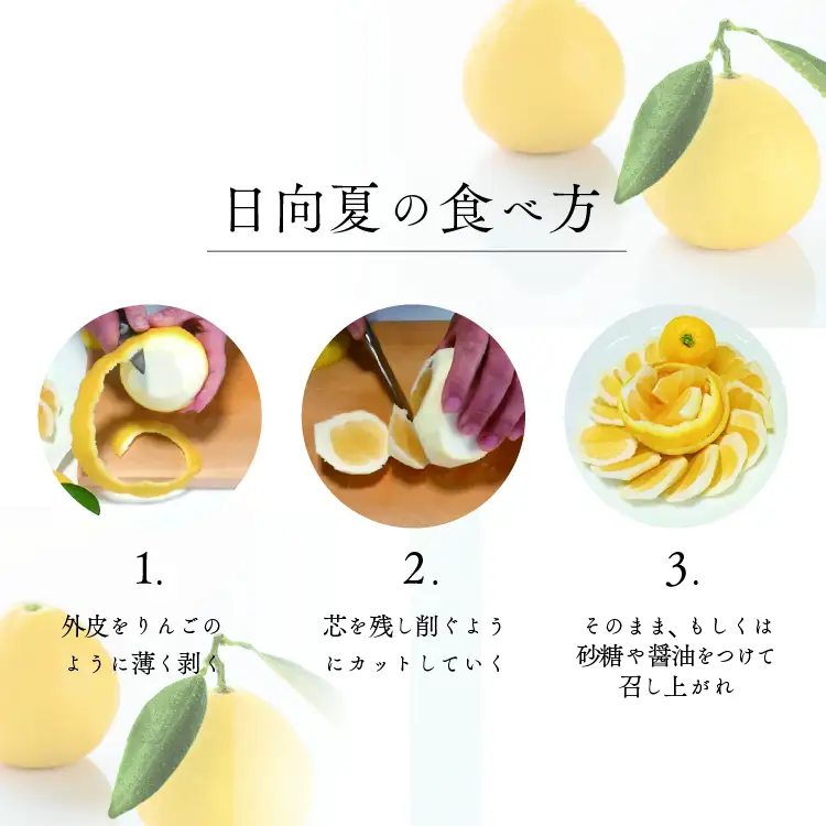 種無し日向夏 20キロ 家庭用 柑橘 オレンジ 種なし日向夏 苗 おすすめ