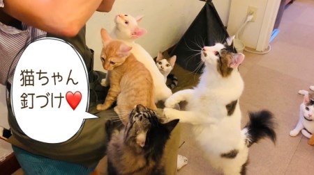 FB093_猫の無添加おやつ☆天然いのししジャーキー4個