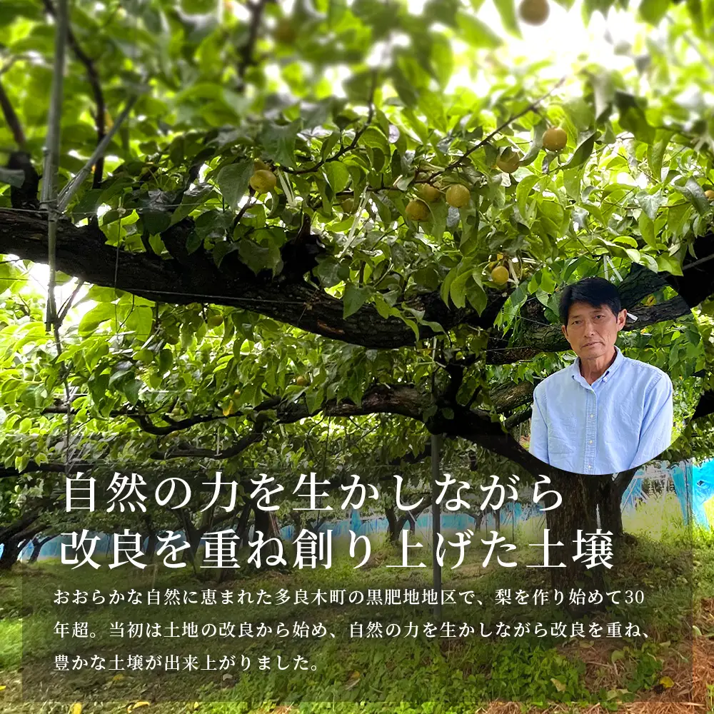 【2026年8月中旬～発送】豊永の 梨 約3kg 熊本県 070-0593