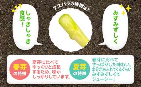 先行予約 アスパラ LMサイズ 1.2kg 朝採り 直送 夏芽 グリーンアスパラガス 朝採れ 数量限定 【2026年6月から9月お届け】 BT07