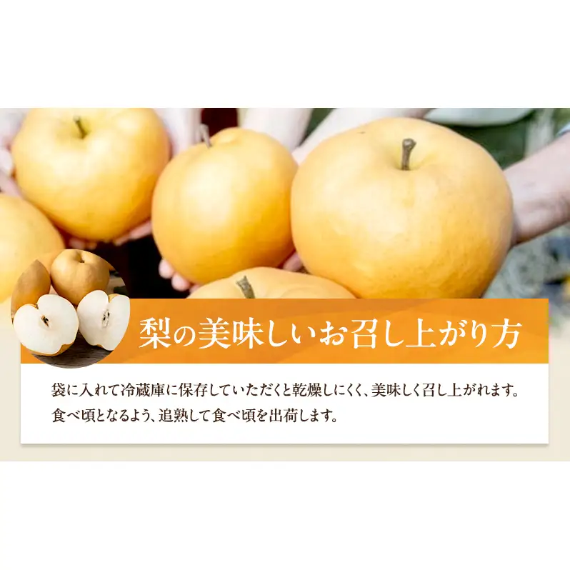 梨 2026年 備前横綱梨（あたご梨） 2玉 (1玉1～1.4kg）贈答箱  岡山県産 梨