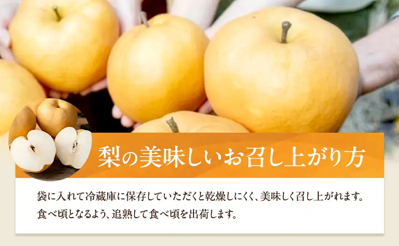 梨 2026年 備前横綱梨（あたご梨） 1玉 (1～1.4kg) 贈答箱  岡山県産 梨