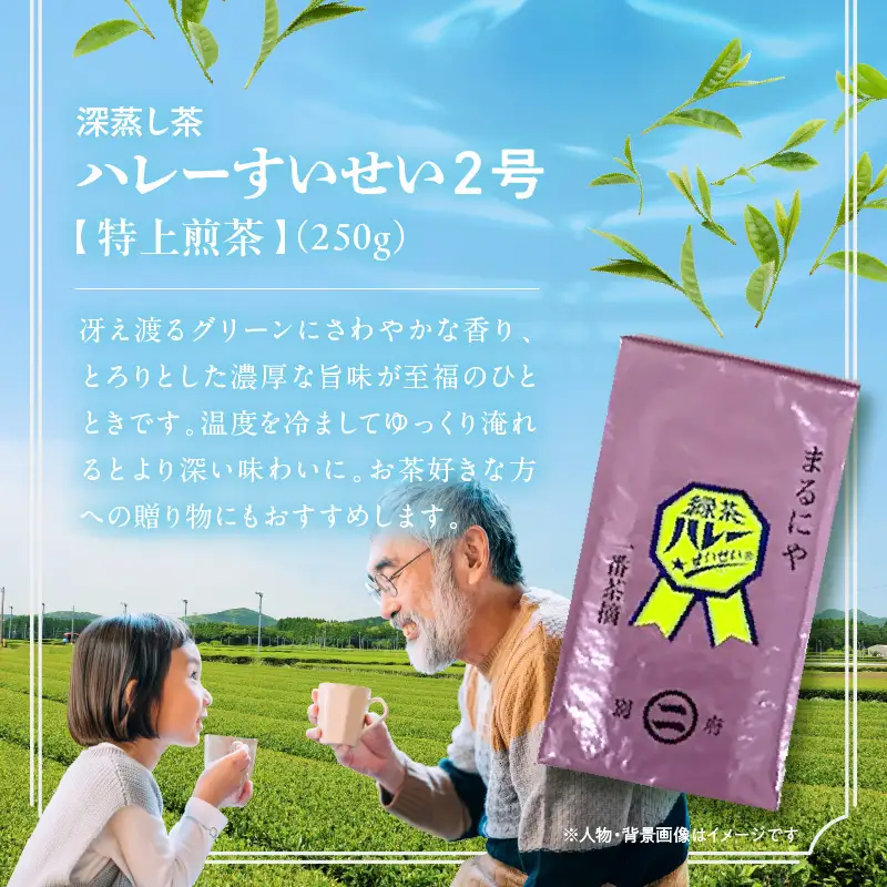 一番茶摘み緑茶ハレーすいせい1号(上煎茶)250g・2号(特上煎茶)250g 2本セット_B079-001