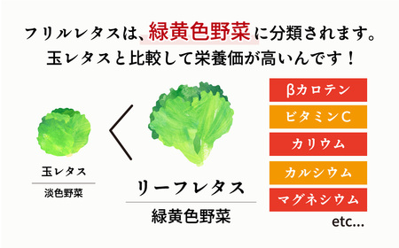 フリルレタス お徳用 500g×2パック 1kg | レタス