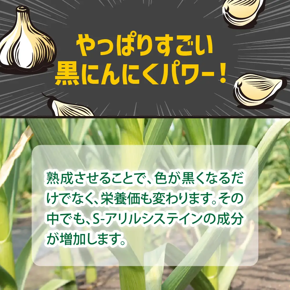 【定期便 6ヶ月】【訳あり】熟成 黒にんにく バラ 500g【青森県産黒にんにく  五所川原の黒にんにく】【グリーンハンズ】
