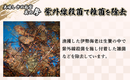 【先行予約】【数量限定】＜生冷凍＞宮崎県串間産 天然伊勢エビ(計約1kg前後・2～4匹)_K027-013