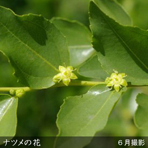 ＜すだ農園＞大苗 ナツメ(棗) 苗木