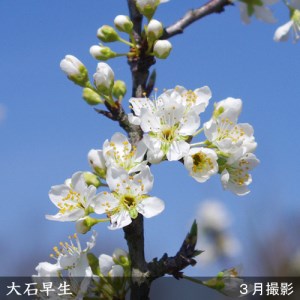 ＜すだ農園＞2年生 苗木 スモモ(李 プラム)大石早生(おおいしわせ)