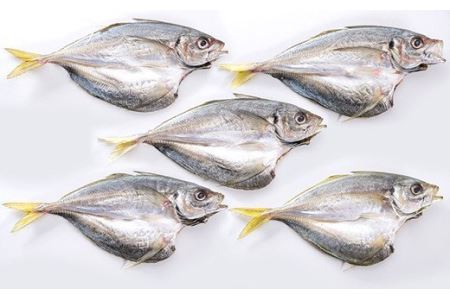 【一本釣り！船上活け〆】真祐丸産 特大デカアジの干物　５枚　SE-6 