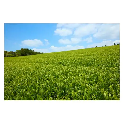 【大容量】 有機緑茶 抹茶 入り ティーバッグ 40包 C242