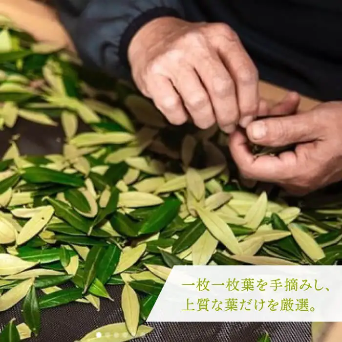 【敬老の日】オリーブリーフパウダー 《壱岐市》【壱岐オリーブ園】[JDU003] 12000 12000円