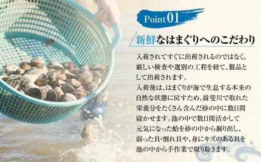 【指定日必須】【配送不可地域有】マルヨシ水産 桑名産大粒天然蛤 2kg（約15～20個）はまぐり ハマグリ 魚介 貝 魚貝 活はまぐり 焼きはま 海鮮 網焼き 酒蒸し お吸い物 パエリア パスタ 焼きはまぐり 焼き蛤 その手は桑名の焼きはまぐり 特産