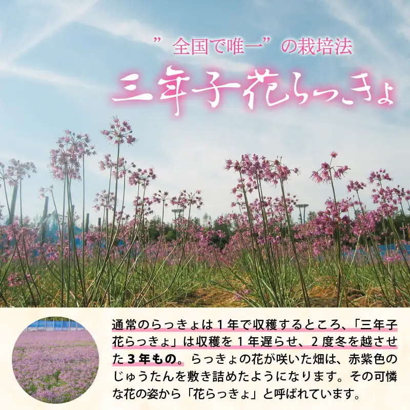 『こだわりの三年掘り栽培』 福井特産 三年子花らっきょギフト 【甘酢 漬け 国産 漬け物 お漬物 ラッキョウ らっきょう】 [B-0701]