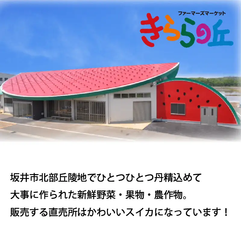【先行予約】甘さきらめく「夏の天使」スイカ1玉 【2027年7月中旬以降順次発送予定】スイカ 西瓜 すいか 大玉 デザート 果物 お取り寄せ 産地直送 [A-1005]