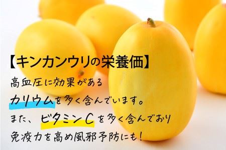 東尋坊キンカンウリ 3kg (500g × 6個入) まくわうり 瓜 [A-10241]