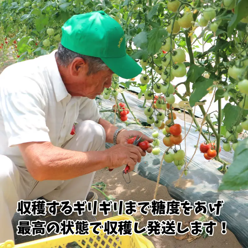 越のルビー 1.8kg とまと ミディトマト [A-1182]