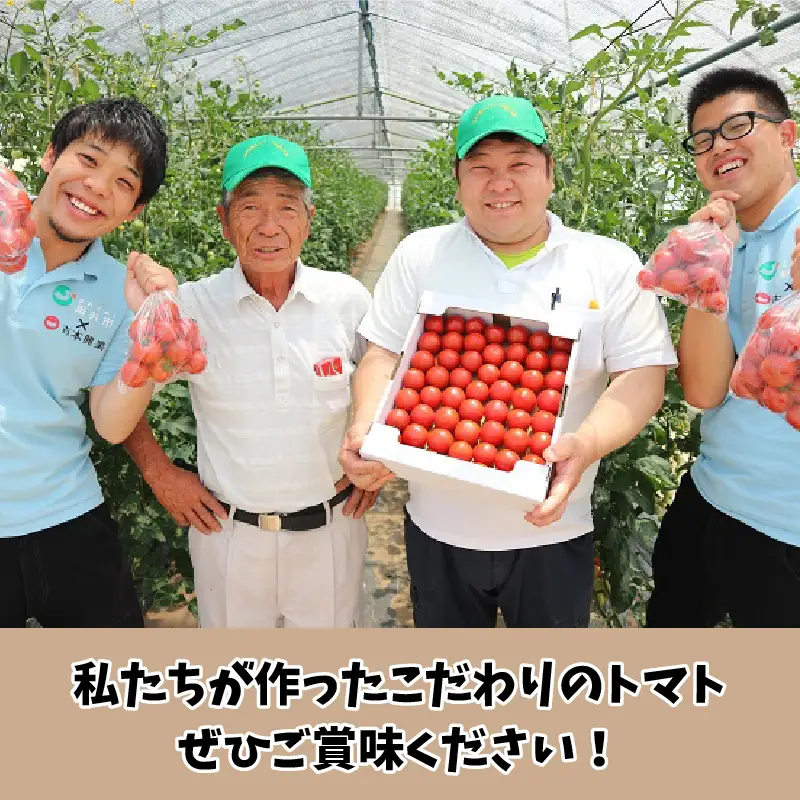 【先行予約】 定期便 年2回お届け「越のルビー」 1.8kg (計3.6kg)　～甘くて濃厚なトマトをお届けします～ 【1回目：2027年6月中旬以降順次発送 / 2回目：2027年9月中旬以降順次発送】 [B-1101]