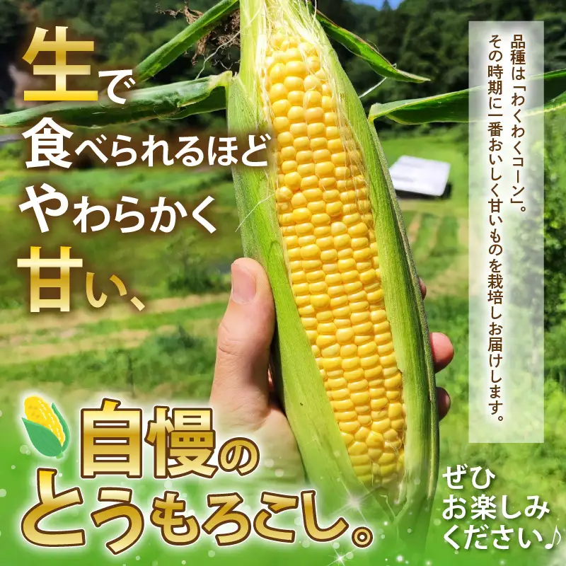 とうもろこし 10本 2Lサイズ以上 2027年6月上旬発送 朝取れ とうもろこし [A-7102] 