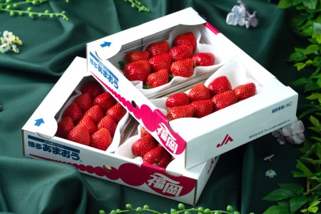 【期間限定発送】甘酸っぱい！酸味と甘味を楽しむ苺 福岡限定生産【冬】あまおう4パック