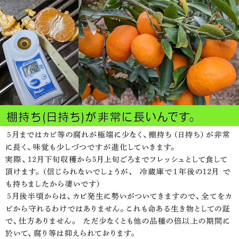 『先行予約』【令和9年2月上旬発送】果皮も丸ごとガブッ！味香みかん 5kg