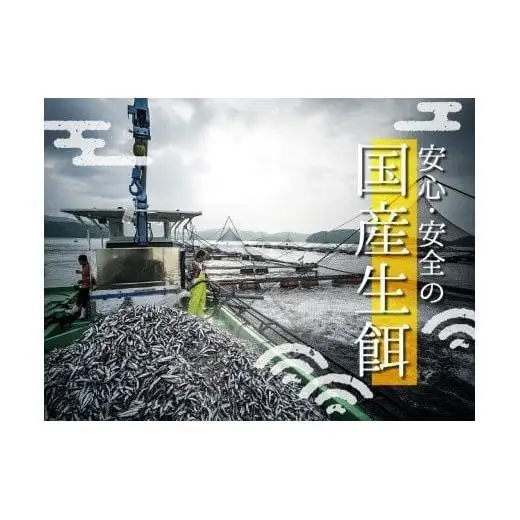 【 カンパチ 】 カンパチ須崎勘八 1尾