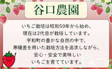 2025年発送＜谷口農園のいちご「紅い雫」約1kg（約250g×4パック）西予市 宇和町産＞ イチゴ 果物 フルーツ ストロベリー ジューシー 特産品 株式会社フジ・アグリフーズ 愛媛県 西予市【冷蔵】『2025年1月～4月に育成状況を見ながら順次出荷予定』OFA0001
