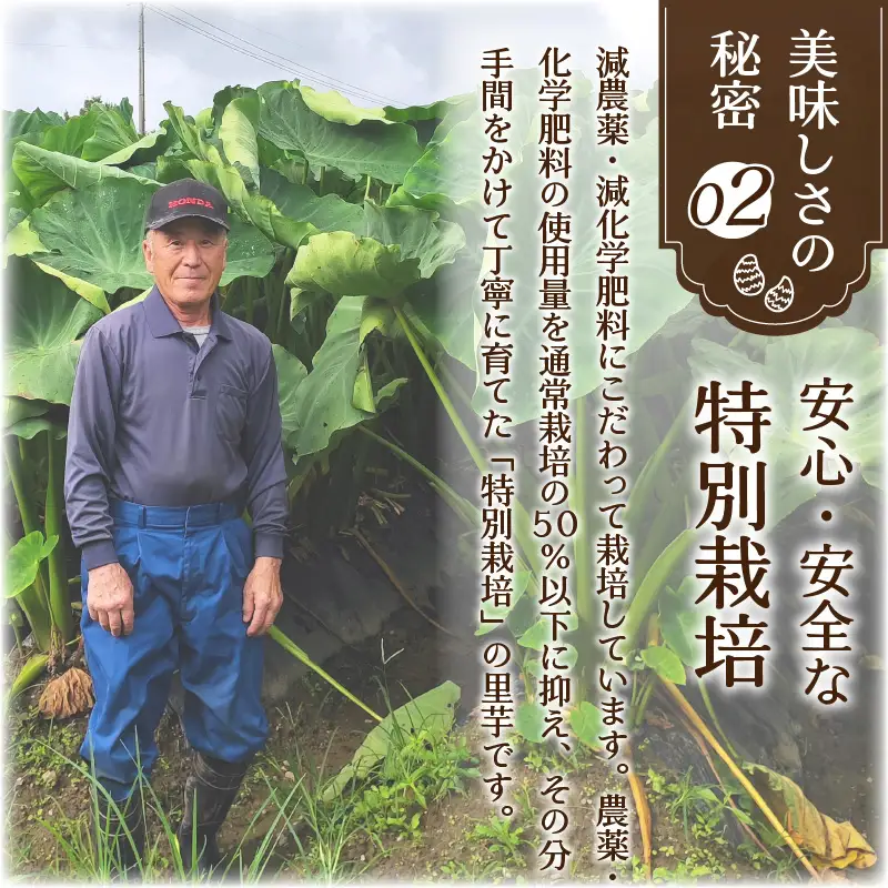上庄さといも【11月発送分】5kg 里芋 特別栽培 [A-004002_02]
