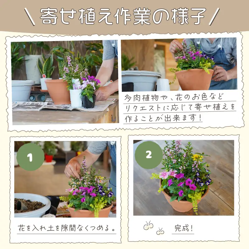 季節の花の寄せ植え 20cm鉢【005E-002】