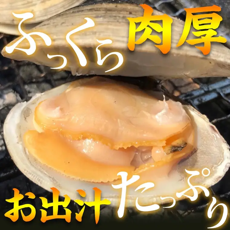 漁師直送！活ホンビノス貝5.5kg（サイズミックス）
