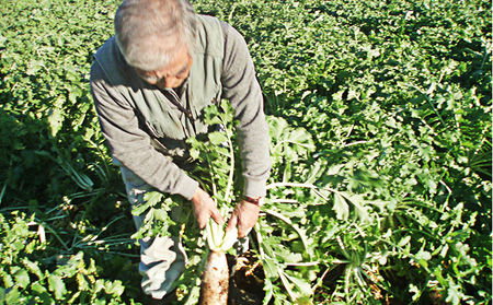 野菜 おかげさま農場 おまかせセット 詰め合わせ 野菜