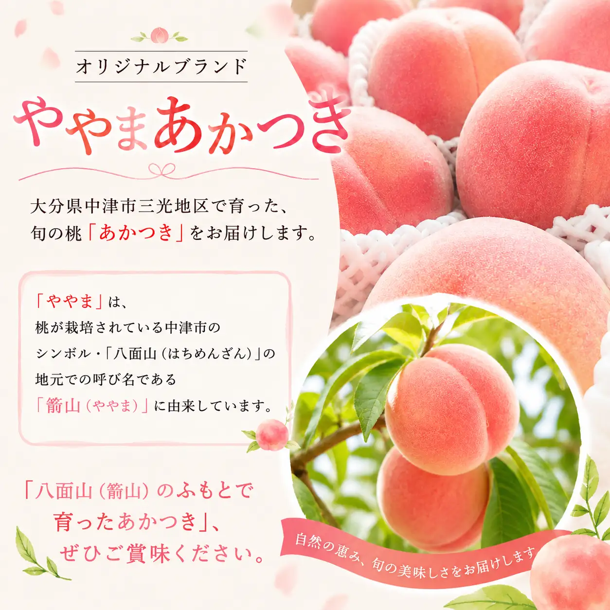 【期間限定】三光産の桃 ややまあかつき 6～8玉入り ( 約2.5kg ) 光センサー使用 糖度13度以上 | 果物 くだもの フルーツ ふるーつ 桃 もも モモ ピーチ ぴーち 国産 産地直送 大分県 中津市